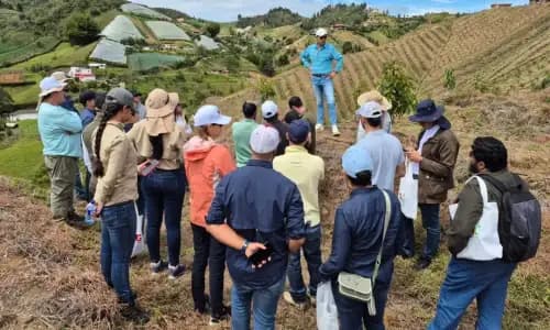 Imagen ilustrativa de la noticia Colombia lanza primer cultivo demostrativo de aguacate Hass en alta densidad con tecnología israelí
