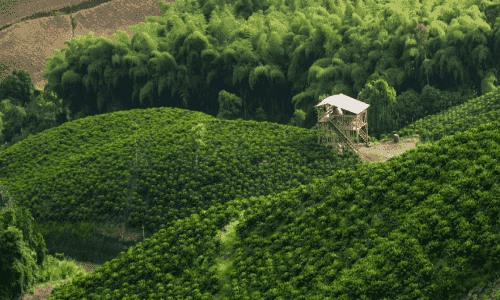 Imagen ilustrativa de la noticia Foro Colombia Rural 2025: líderes y expertos trazan la hoja de ruta del nuevo agro colombiano