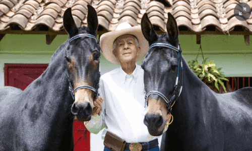 Imagen ilustrativa de la noticia Ovidio Osorio tiene 87 años y lleva años siendo el papá de las mulas en Colombia